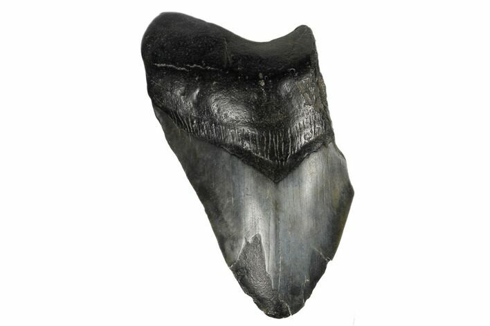 Partial Megalodon Tooth - South Carolina #180880